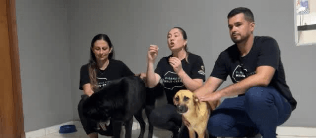 Cães desaparecidos no Mercado Livre são resgatados na RMC