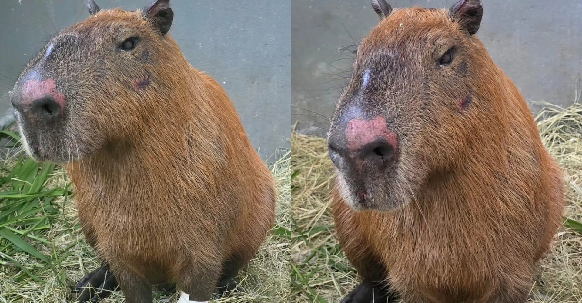 Justiça converte em preventivas as prisões de seis suspeitos de espancamento contra capivara na Zona Norte do Rio