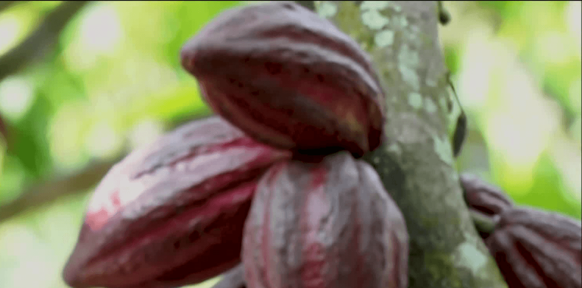 Brasil suspende importação de cacau da Costa do Marfim por risco de pragas