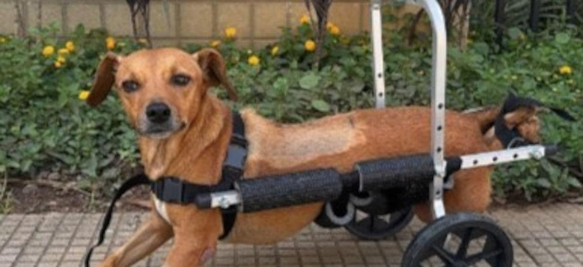 Cachorra paraplégica fica presa sob veículo após temporal em MG e é resgatada por policias