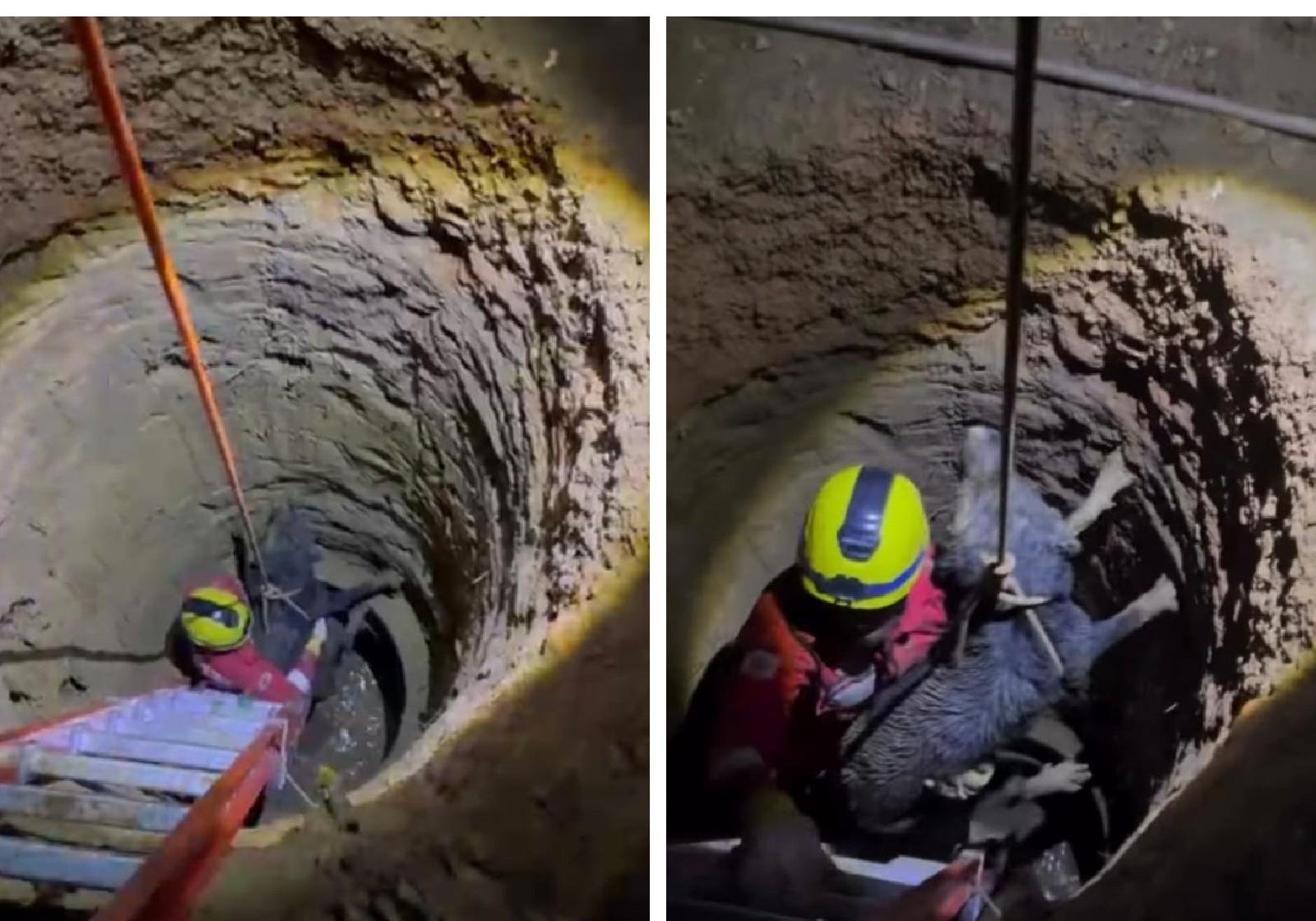 Cão da raça labrador é resgatado de cisterna com 7 m de profundidade em Rio Pardo de Minas | G1