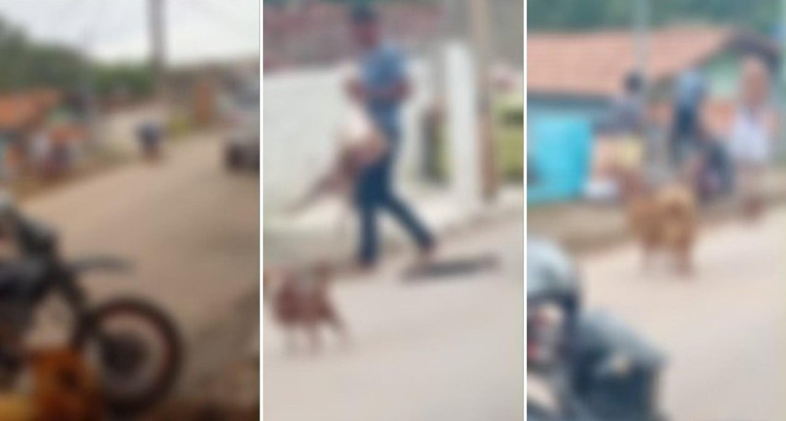 VÍDEO: Pitbull é agredido com socos após atacar animais em Conceição da Aparecida | G1