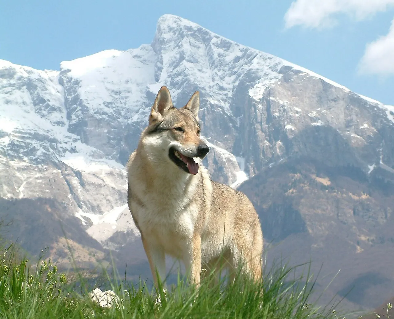 O primeiro amigo do ser humano: ciência revela que cachorros estão conosco há, pelo menos, 15.800 anos