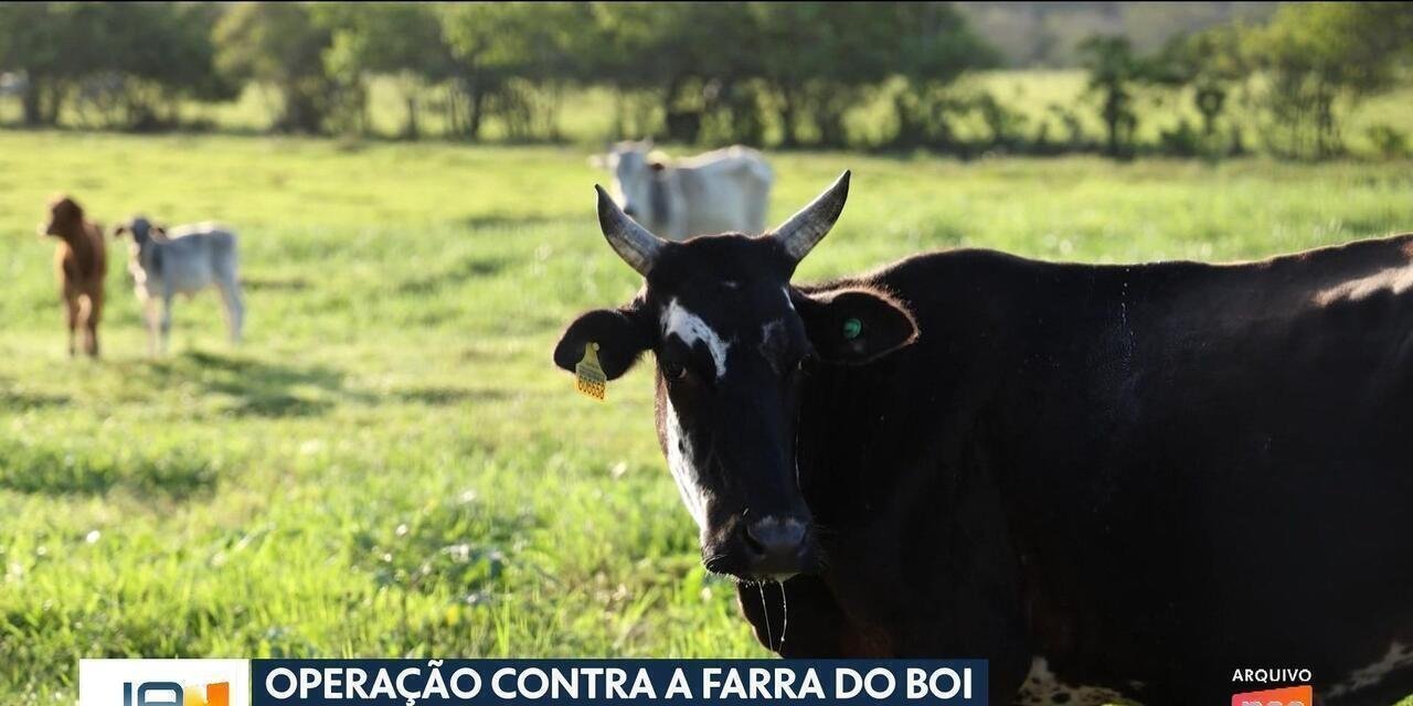 Farra do boi é alvo de operação em SC e pode gerar multa de R$ 20 mil | G1