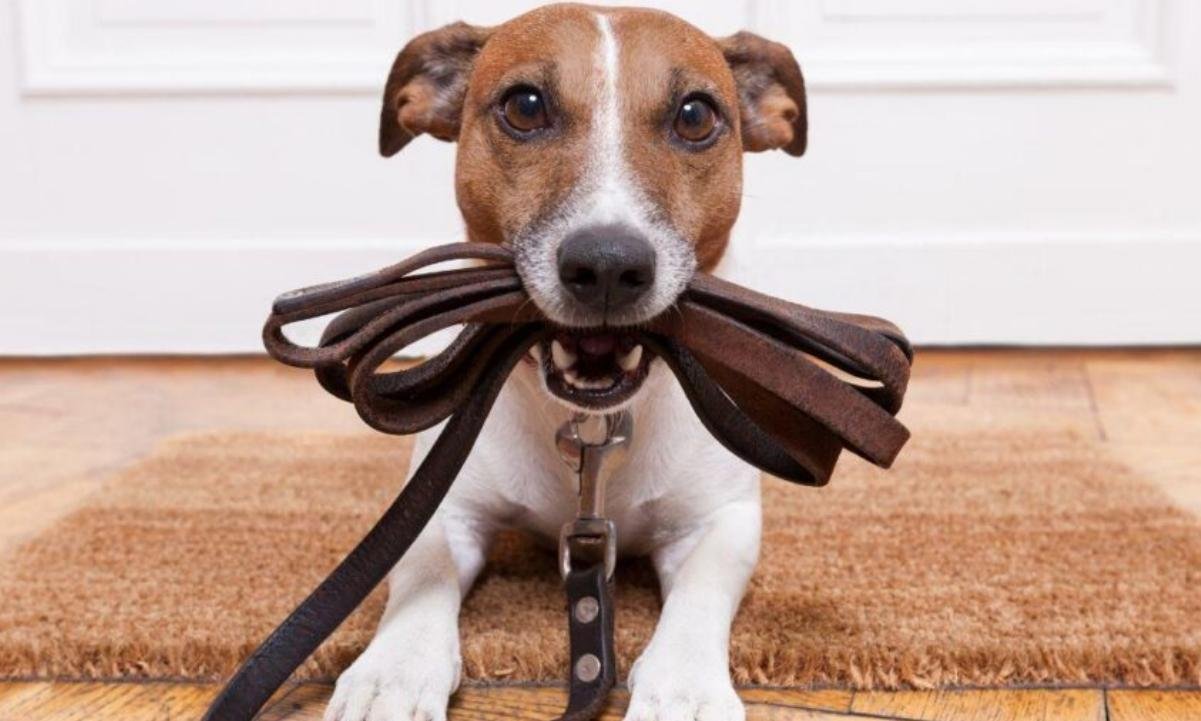 Como escolher a coleira do seu pet: veja cuidados no passeio