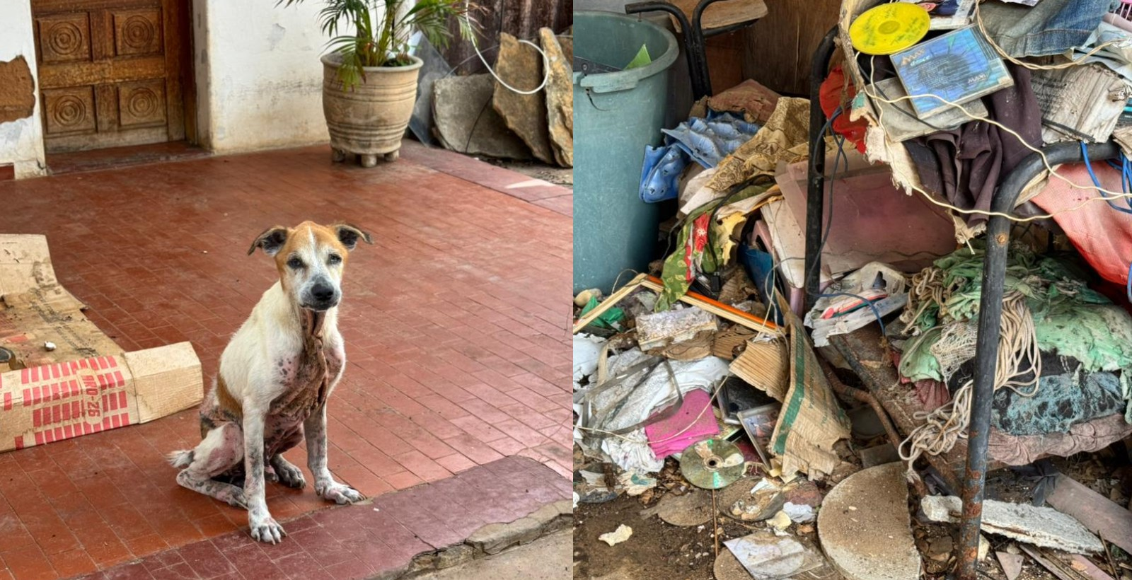 Idosa e animais são resgatados em casa com sinais de abandono no PI | G1