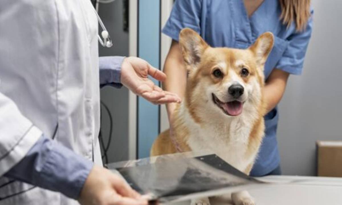 Clínica é condenada por ameaçar suspender o tratamento de pet