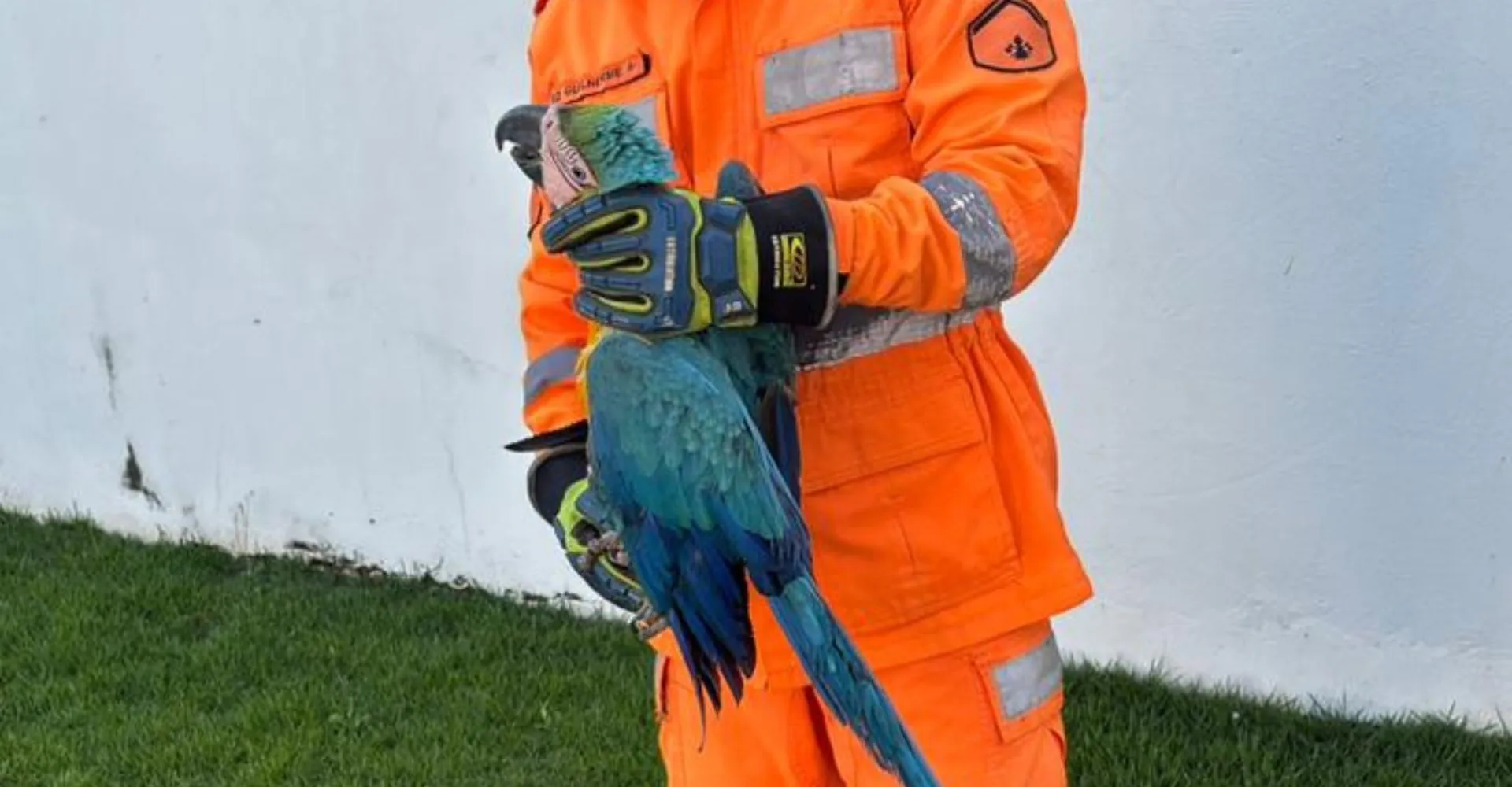 Arara volta à natureza após ficar presa em cerca de casa em Ituiutaba