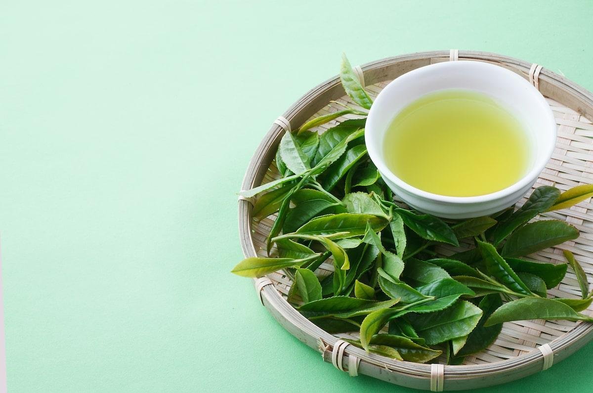 Chá do imperador: veja como usar, benefícios e cuidados
