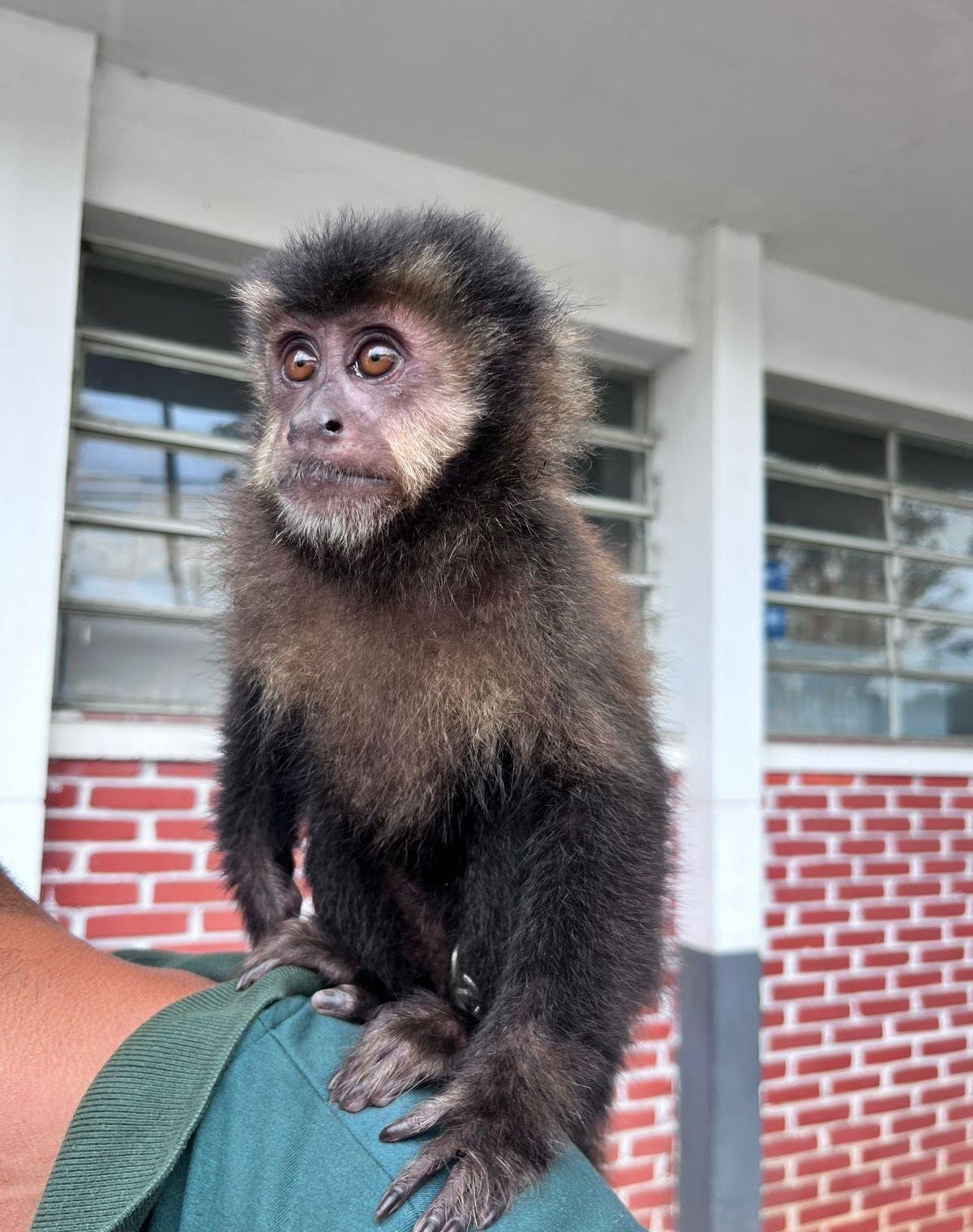 Dois homens são presos por venderem macaco-prego em Santa Isabel | G1