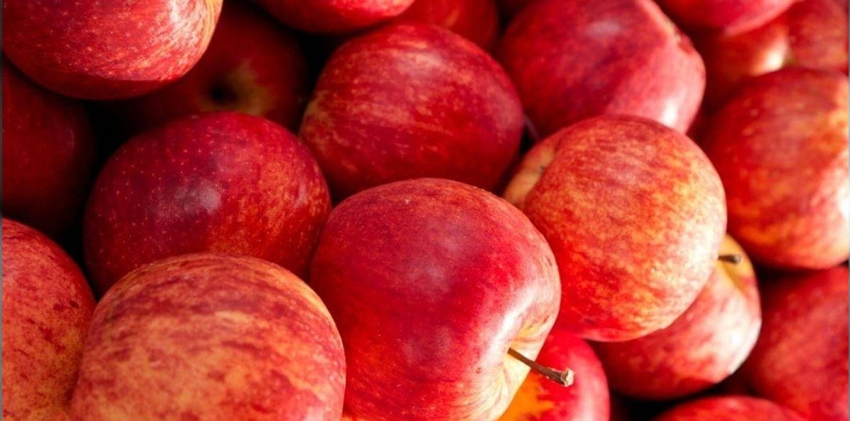 Preço da maçã cai ao menor nível desde 2022 com avanço da safra gala