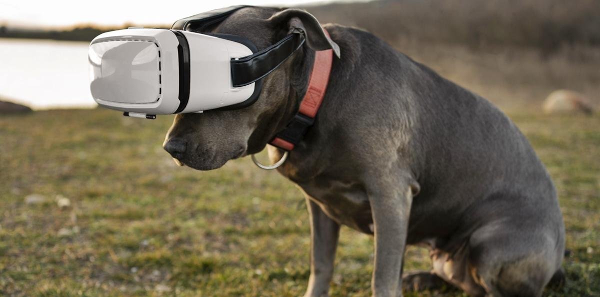 Coleira com IA pode traduzir emoções dos cães? Veja o que diz expert