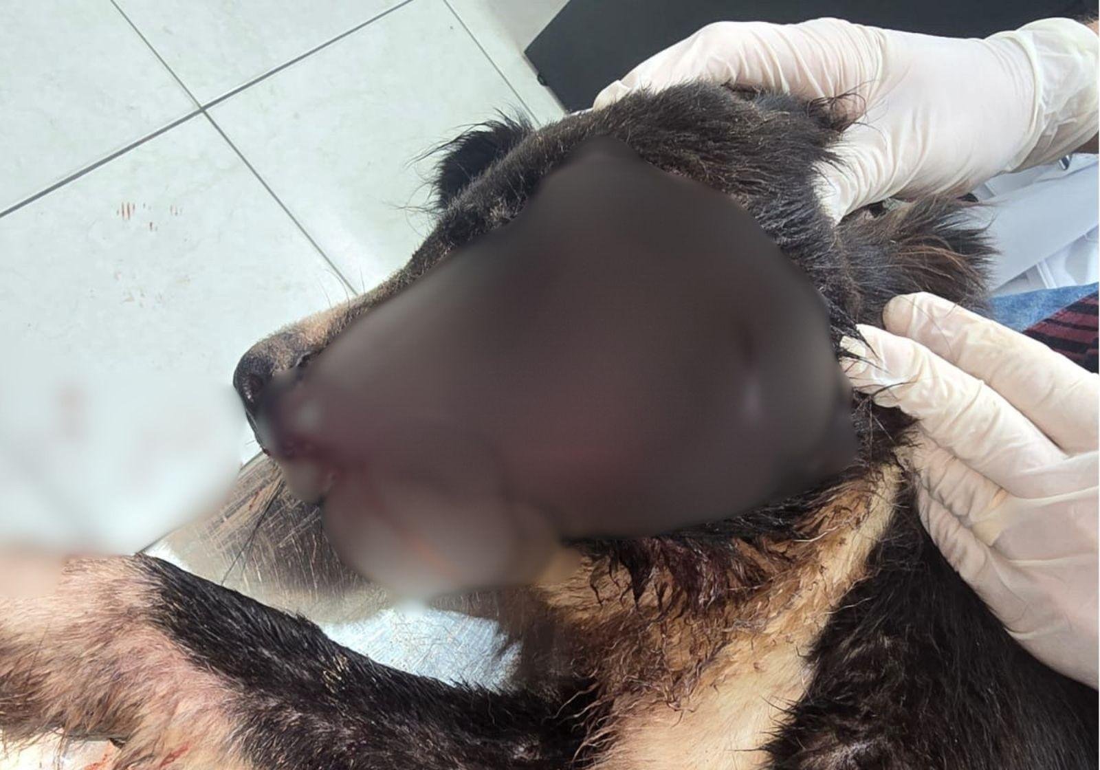 Após denúncia de maus-tratos em canil no AC, MP abre investigação | G1