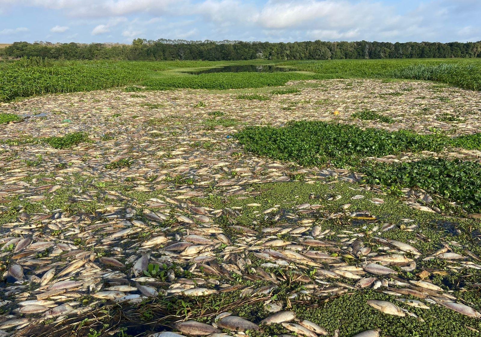 Piracema no Rio Piracicaba: pesca é retomada; veja novas regras | G1