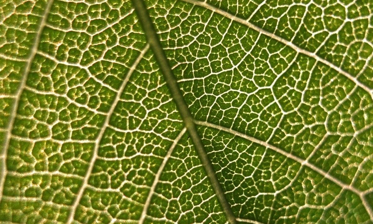 Gene achado em plantas pode contribuir com a produção de medicamentos