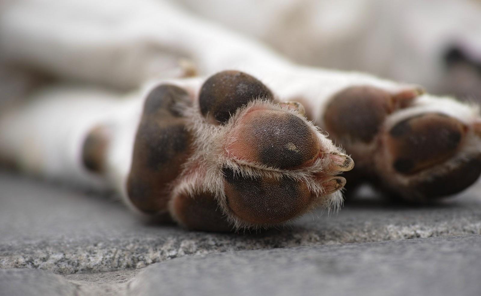 Homem é condenado a prisão por maus-tratos a 13 cães e 6 gatos no RN | G1