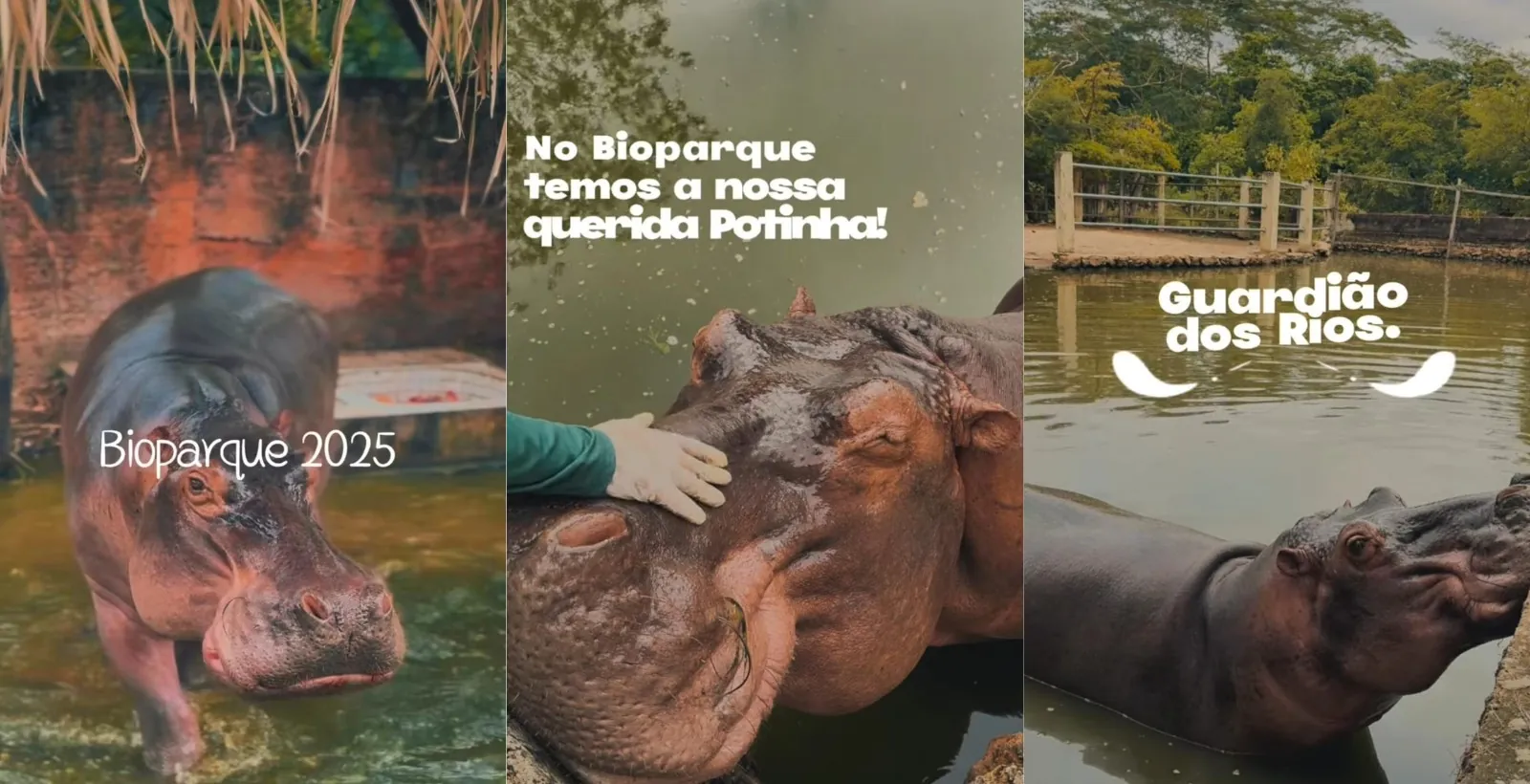 Morte de hipopótamo Potinha comove visitantes em Teresina