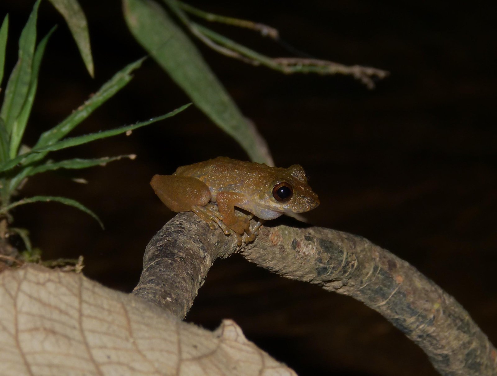 Nova espécie de perereca em MG reforça importância do Cerrado | G1