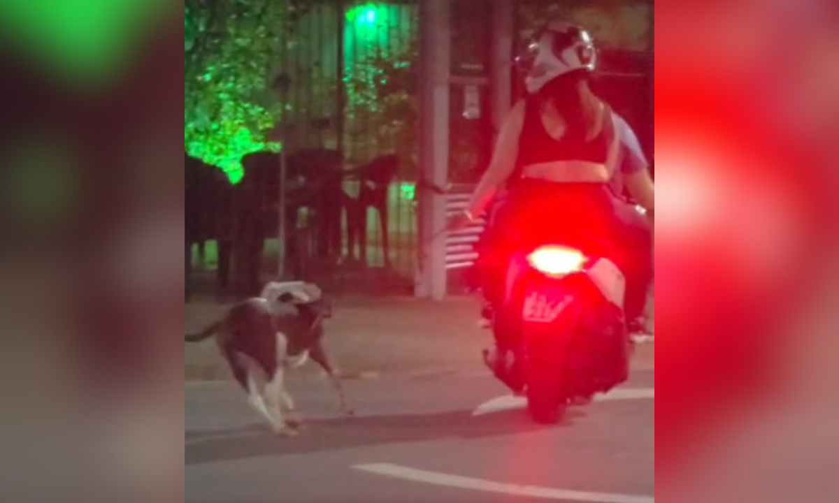 Casal é flagrado arrastando cachorro pela coleira ao andar de moto
