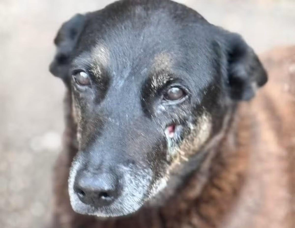 Caso Orelha: MP tem 30 dias para analisar vídeo e dados de celulares | G1