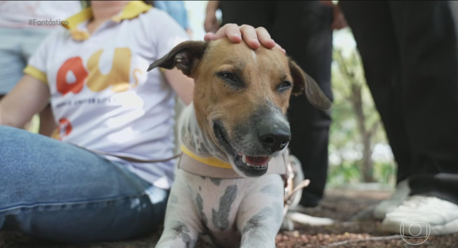 Lei contra maus-tratos a animais no Brasil é considerada branda por especialistas: 'Não passam um dia na cadeia' | G1