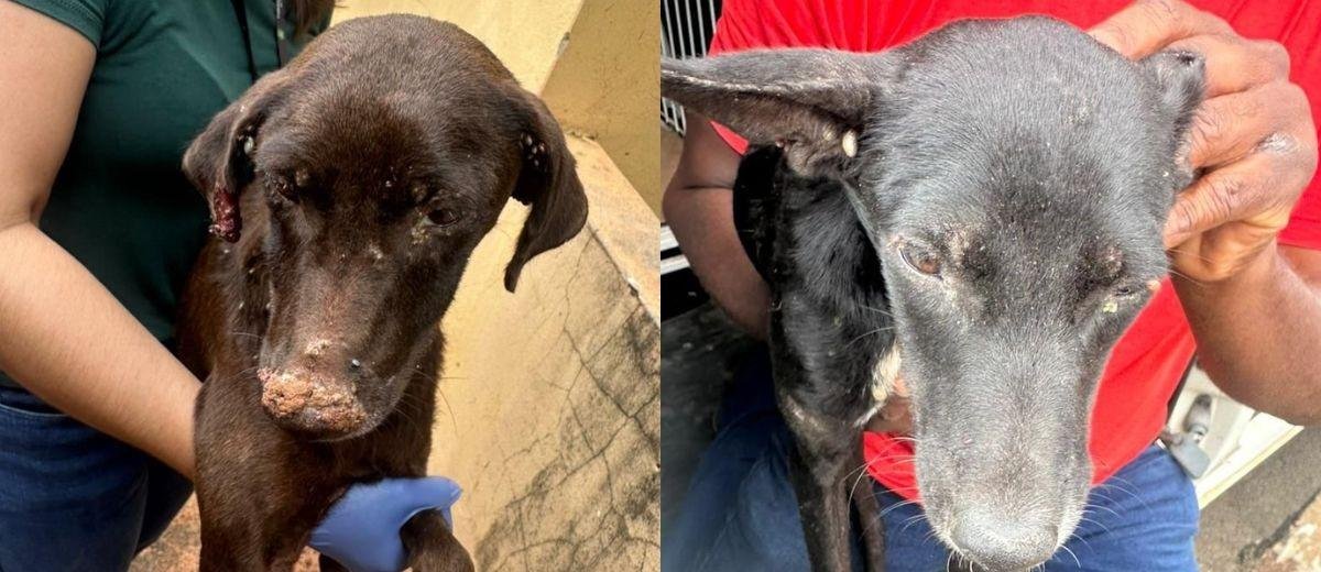 Maus-tratos a animais em Bauru: mulher é presa ao usar veneno em cães | G1