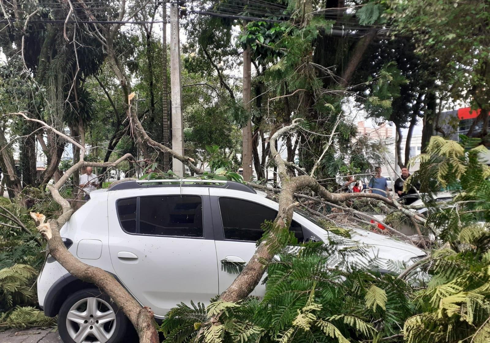 Galhos de árvore de grande porte caem e atingem carros em São José | G1