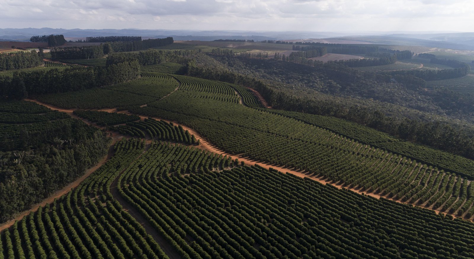 Cafés da Chapada de Minas conquistam selo de Indicação Geográfica | G1