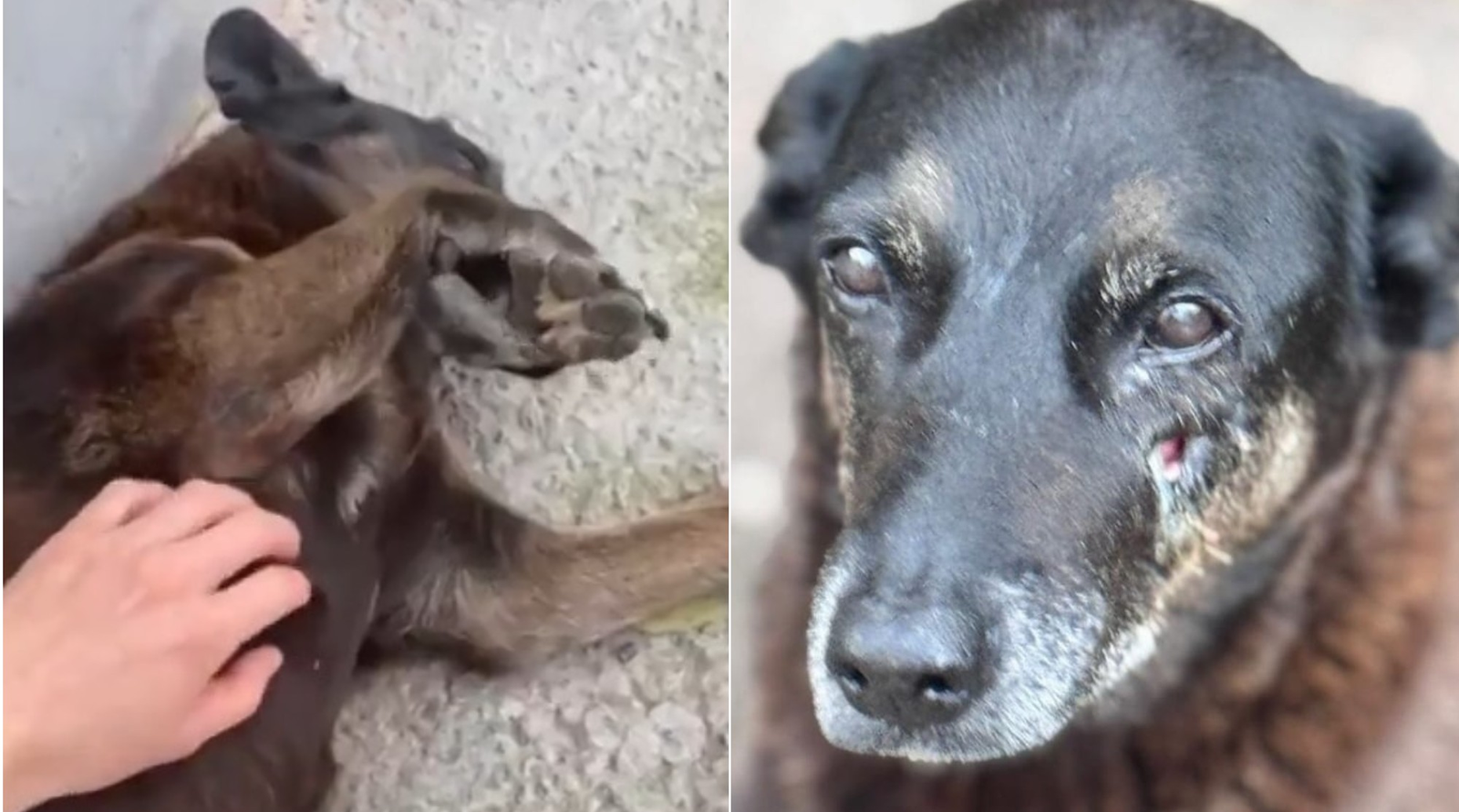 Defesa de menor responsabilizado pela morte de Orelha vê 'politização do caso': 'Onde está a comprovação da agressão?'