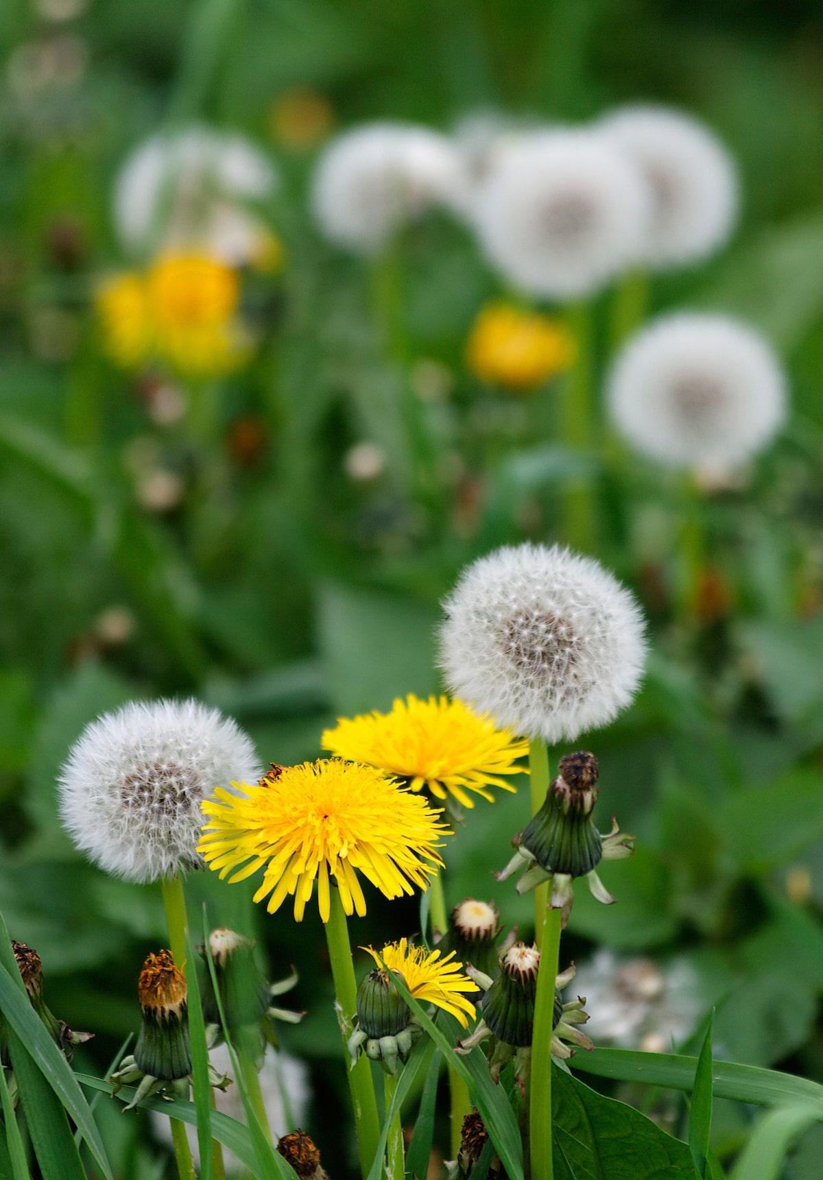 Chá de dente-de-leão: os benefícios e a medida ideal de preparo