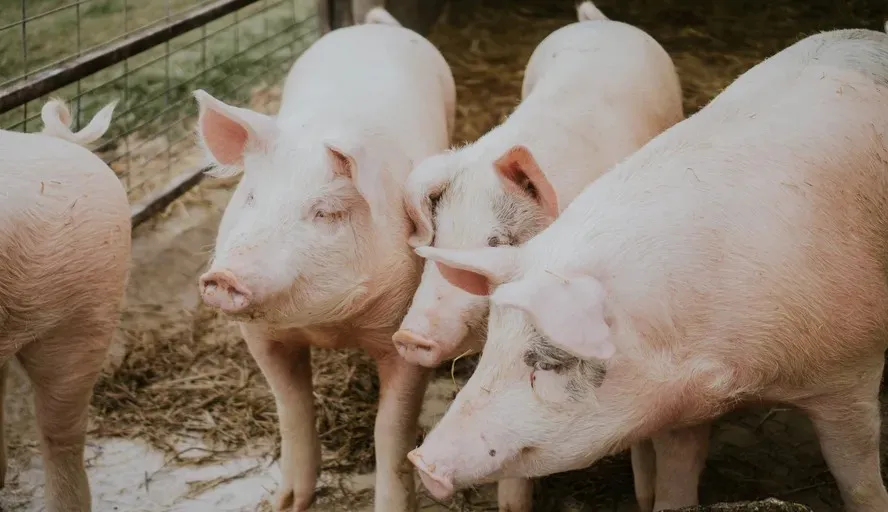 Espanha notifica OMS sobre caso humano de gripe suína na Catalunha