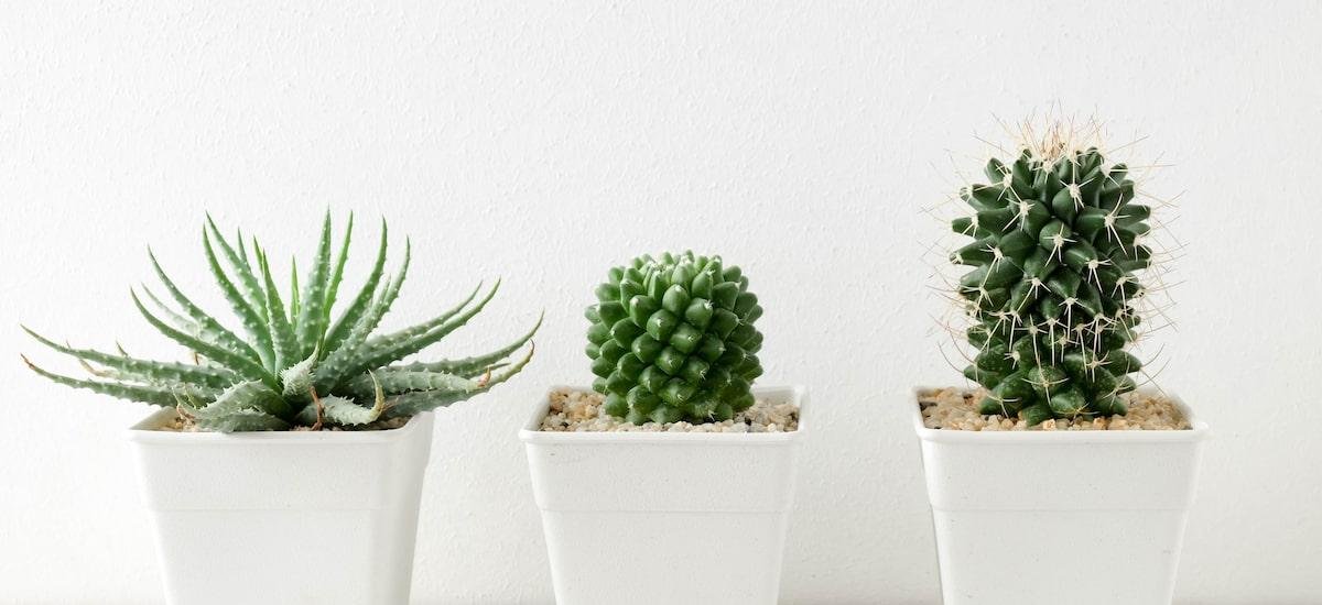 Por que cacto não pode ficar dentro de casa? Entenda