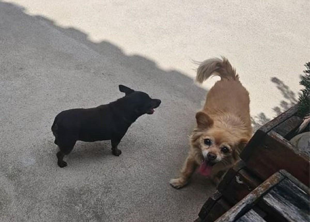 Entenda cronologia sobre morte de cadelas em MG | G1