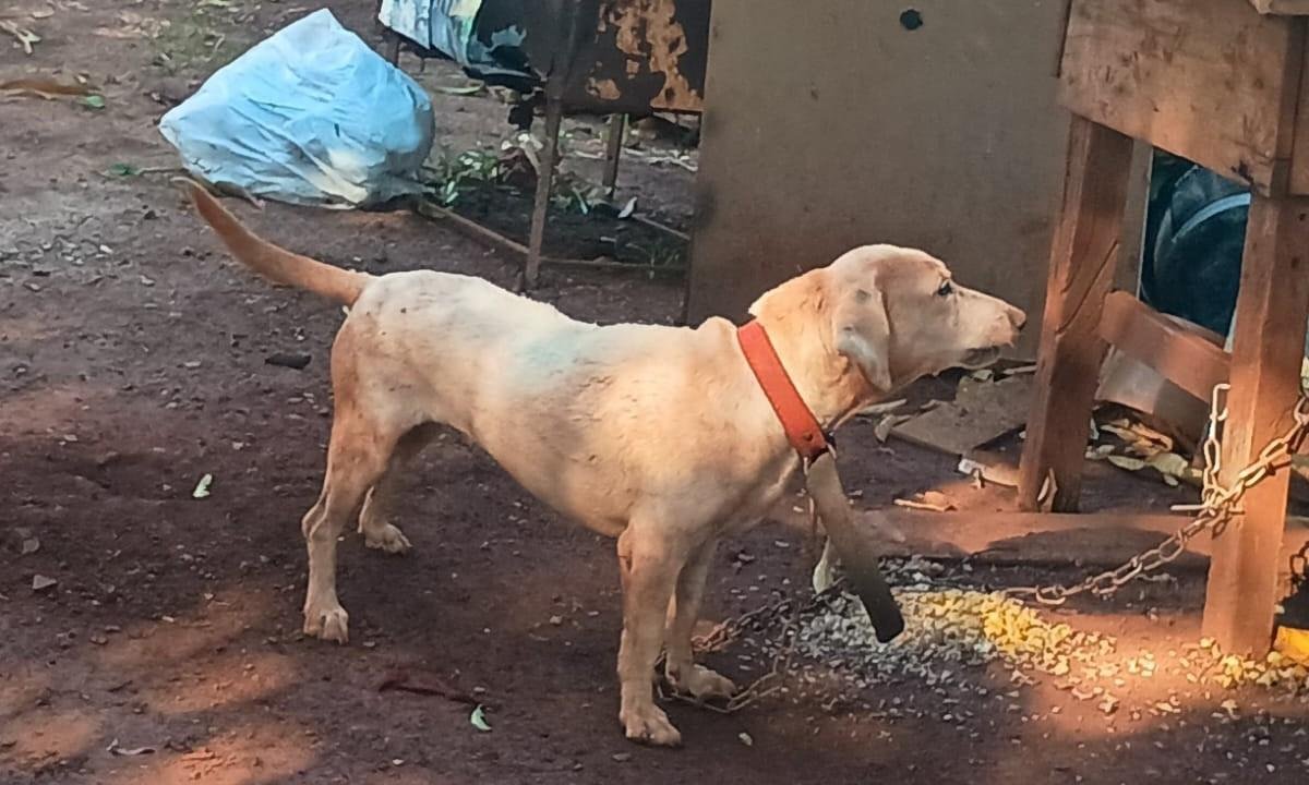 VÍDEO: Homem é preso em flagrante por espancar cachorro em rua em MS | G1