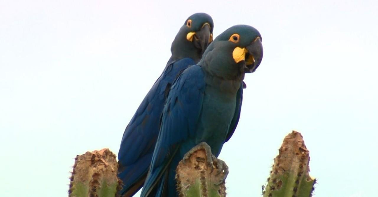 Espetáculo das araras-azuis-de-lear em paredões da Bahia é tema no TG | G1