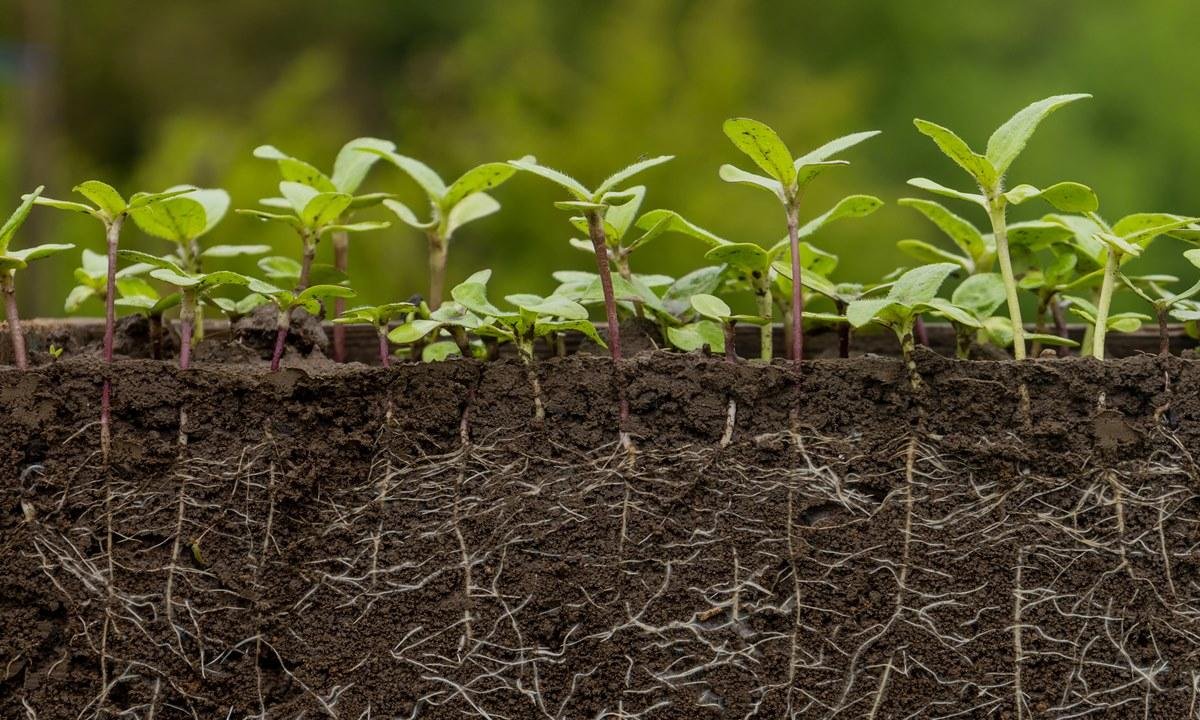Estas plantas não precisam de sol e vivem bem longe de janelas em casa