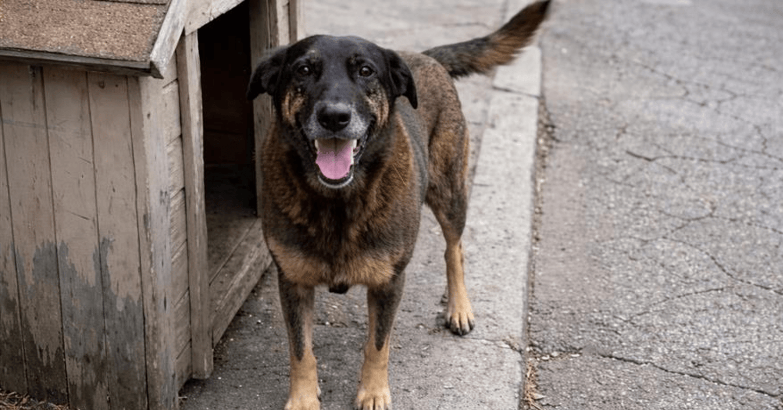 Polícia Civil de SC pede internação de adolescente por morte do cão Orelha