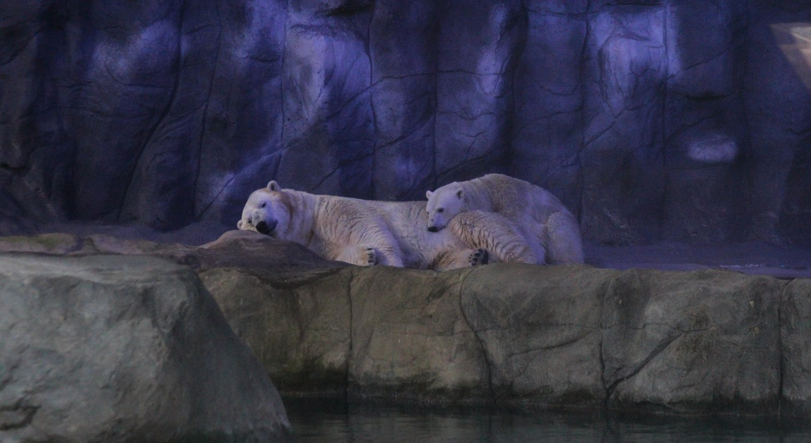 Sabia que tem urso-polar em SP? Aquário da capital conta com uma família da espécie; veja VÍDEO | G1