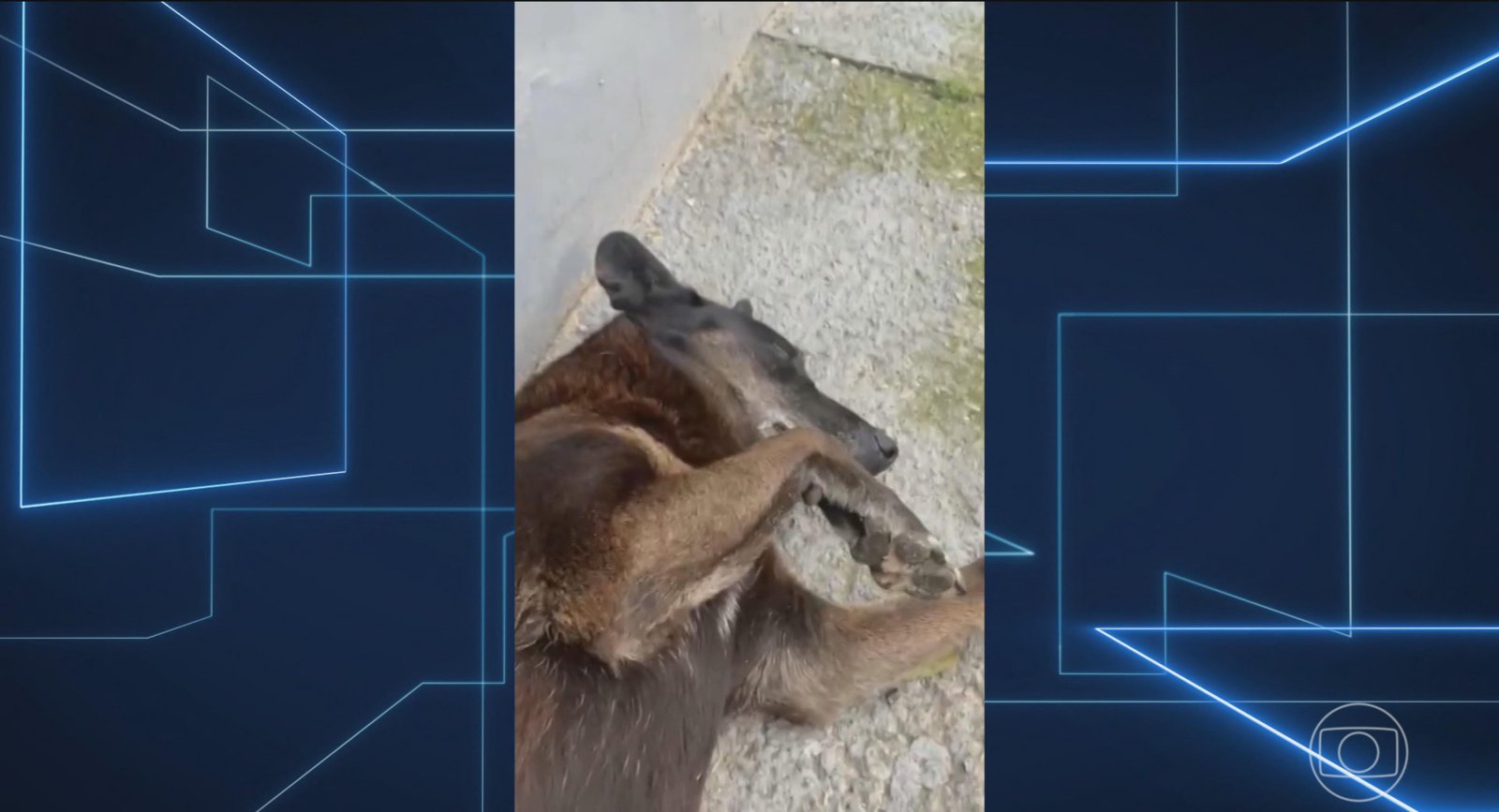 Polícia de SC conclui que apenas um adolescente teve envolvimento na morte do cão Orelha | G1