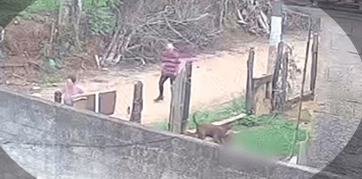 Bebê de dez meses morre após ataque de pit bull no interior de SP