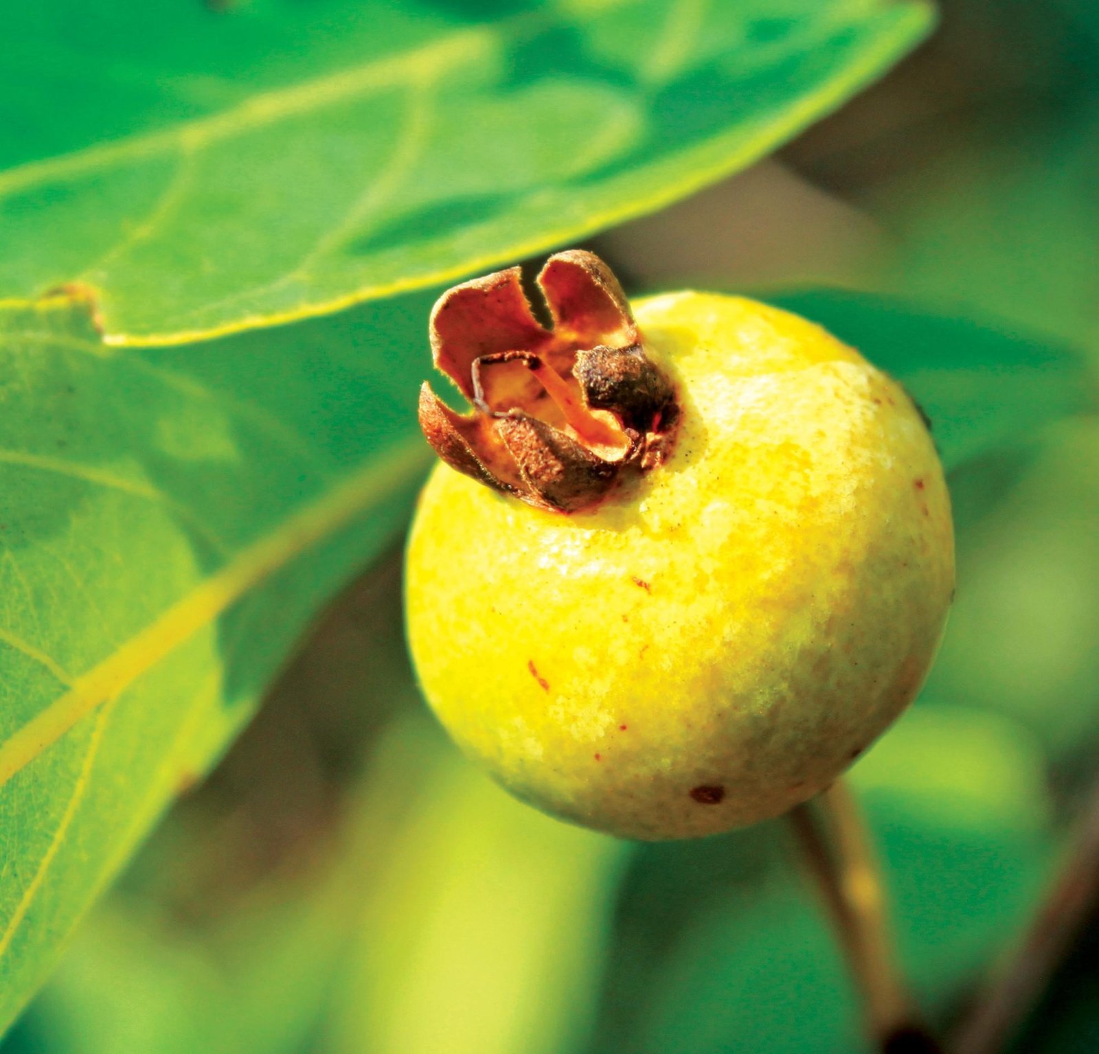 Quem já 'caçou' gabiroba? Conheça tudo sobre esse fruto brasileiro | G1