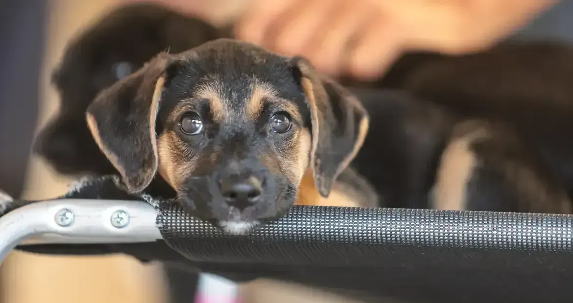 Como educar crianças e adolescentes a respeitar animais e evitar violência