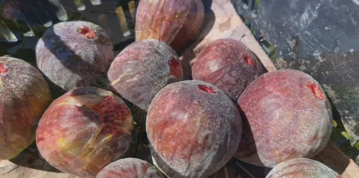 Plantio de figo atrai produtores do Sudoeste de SP | G1