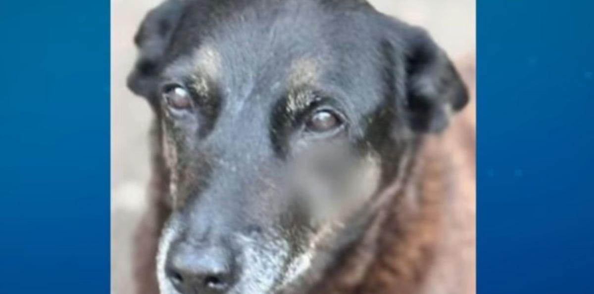 Caso Orelha: Último suspeito da morte do cão será ouvido nesta semana