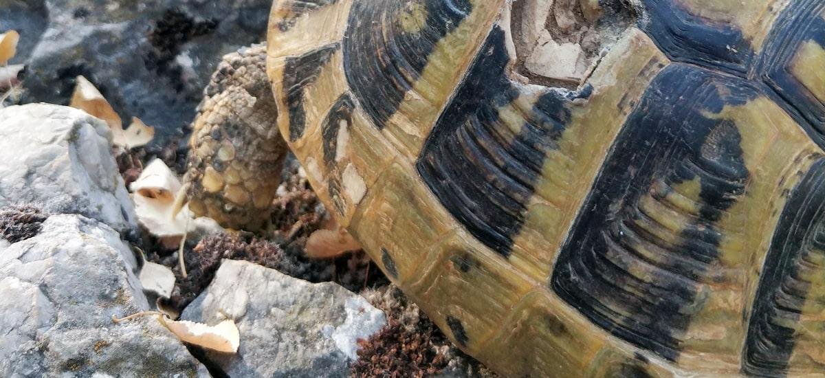 Agressão sexual constante leva tartarugas fêmeas a se jogarem de penhascos