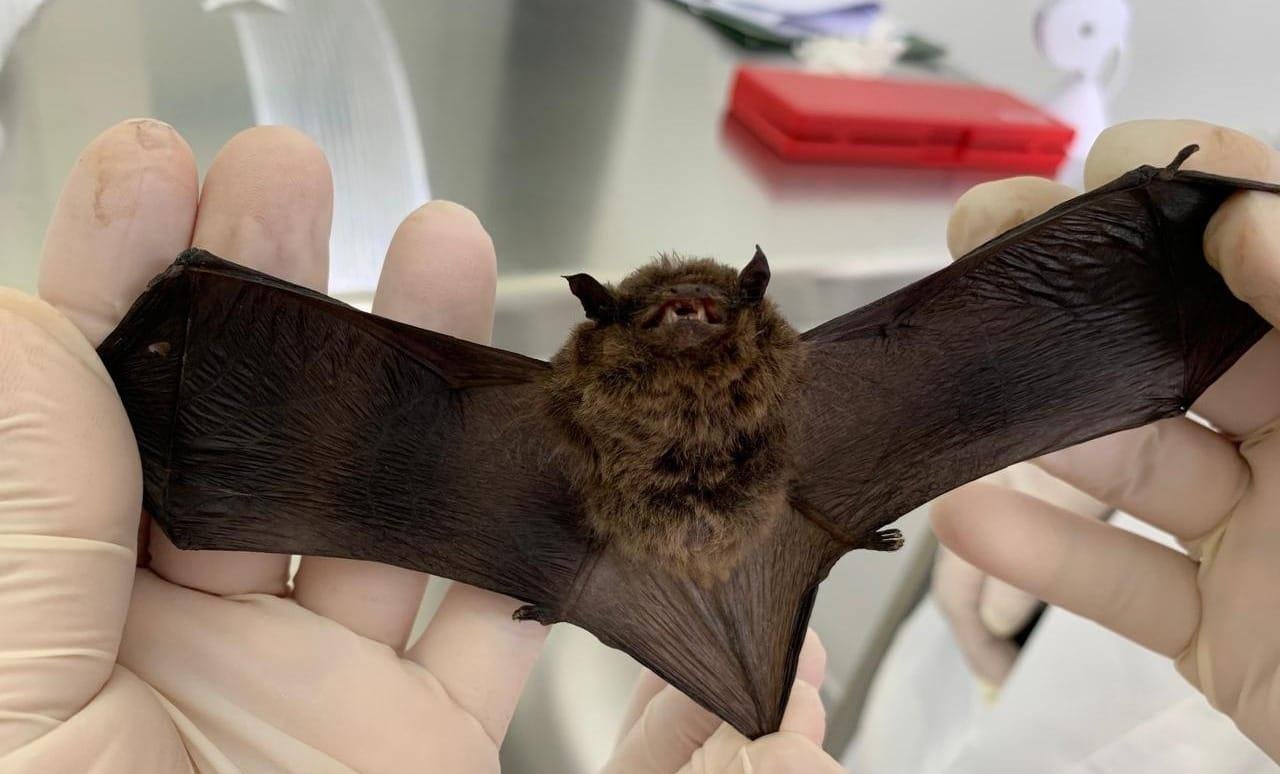 Paraná reforça alerta para prevenção da raiva durante período mais quente