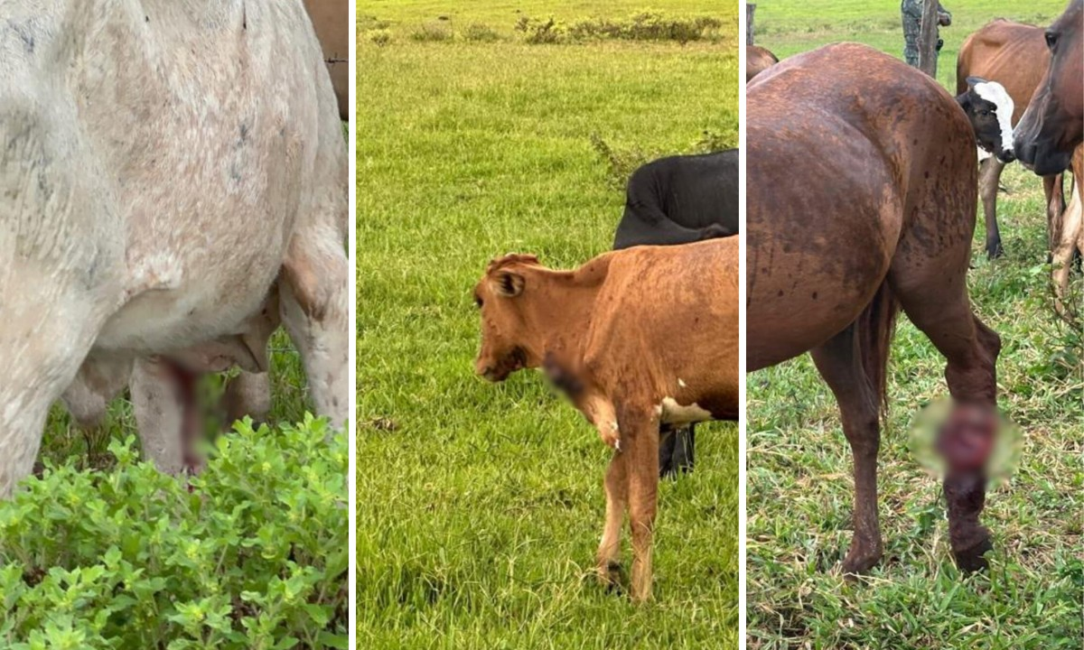 Sitiante recebe mais de R$ 12 mil em multas por maus-tratos a animais | G1