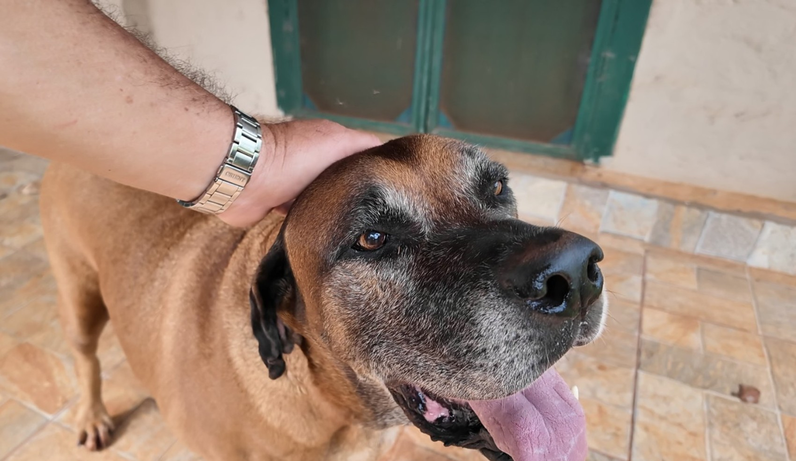 Cachorro desaparecido em Sertãozinho é achado em vídeo de adoção | G1