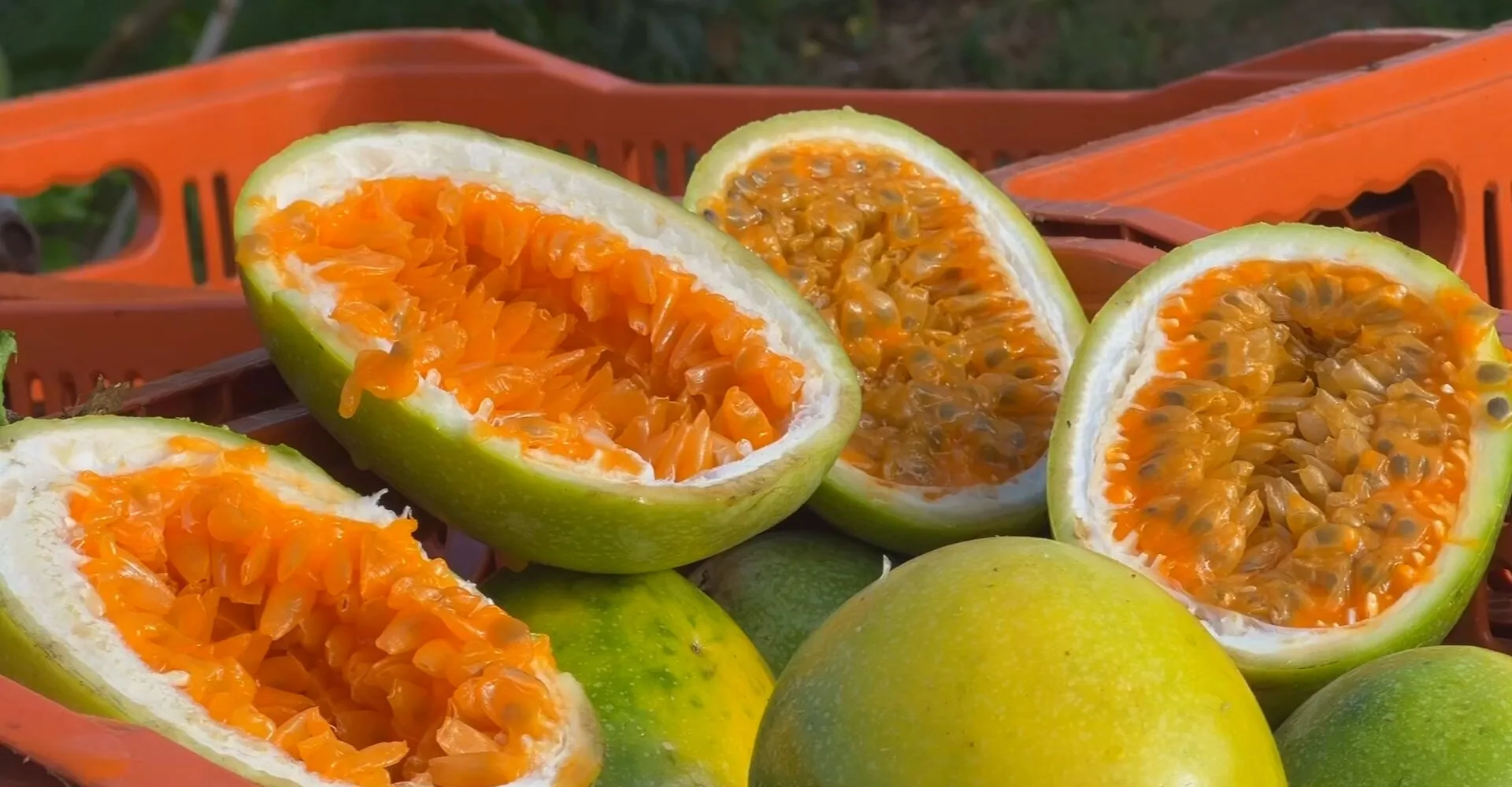 Safra de maracujá em SP enfrenta preço baixo; produtores inovam