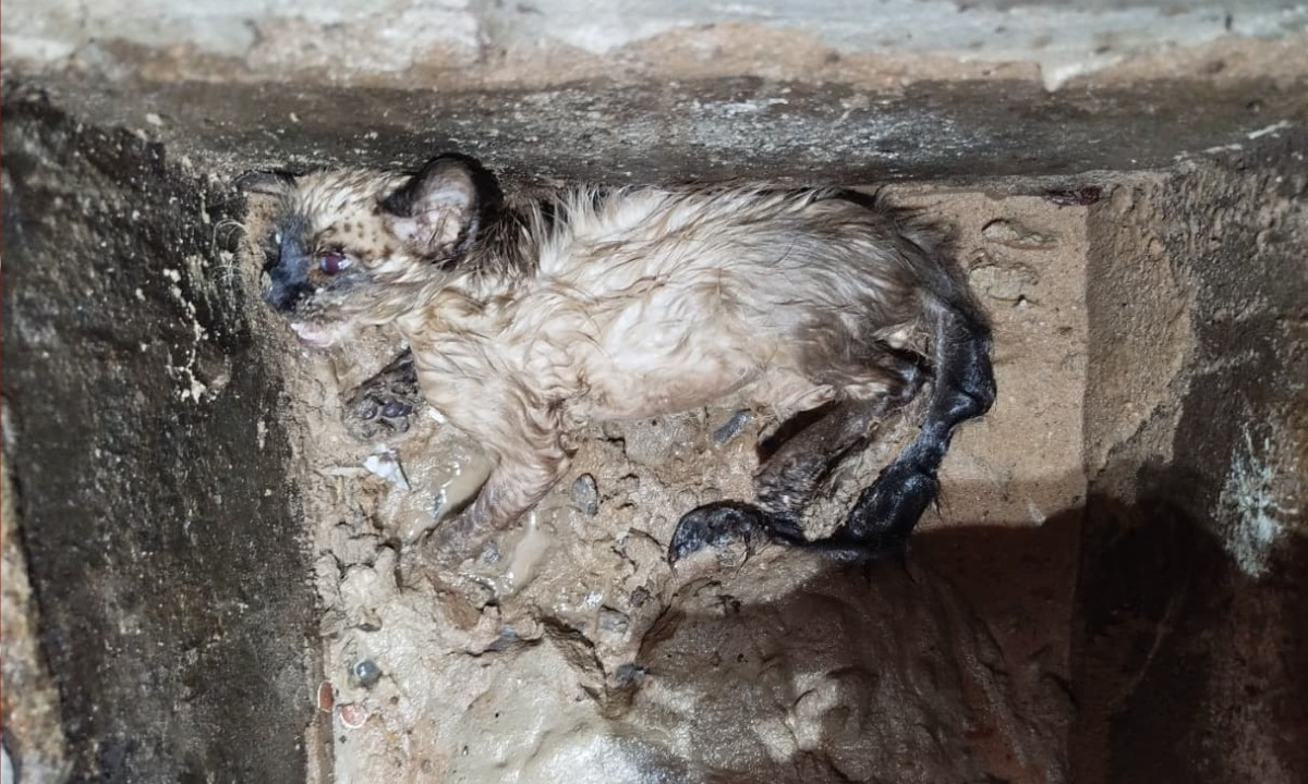 Filhote de gato é resgatado após ficar grudado em concreto em MT | G1